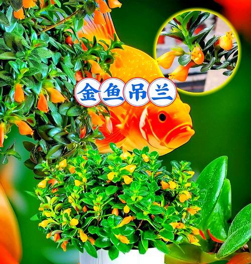 金鱼花的养殖环境和繁殖方式有哪些？