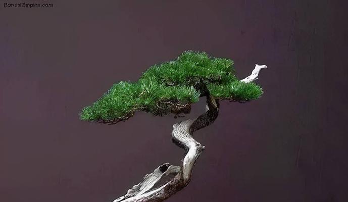 五针松修剪和摘心的方法是什么？