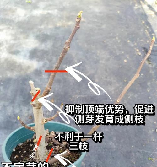 五针松修剪和摘心的方法是什么？