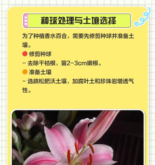 百合花养殖技巧有哪些？如何保持花朵鲜艳？