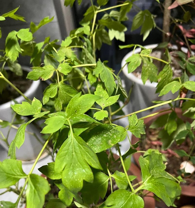 牡丹花修剪的技巧和注意事项有哪些？