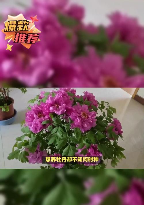 牡丹花修剪的技巧和注意事项有哪些？