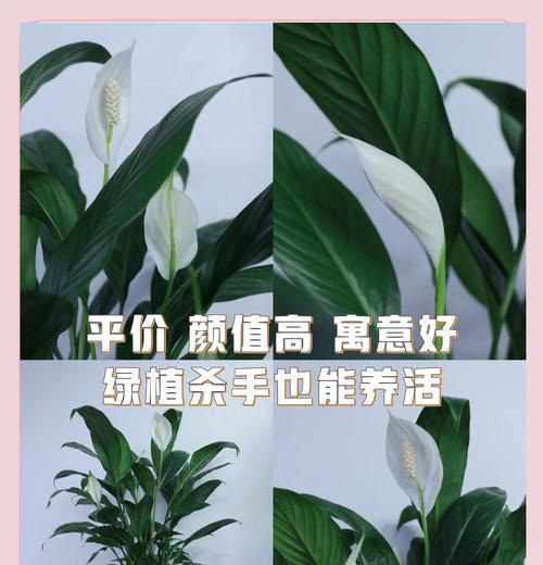 白掌用什么肥料？白掌施肥的正确方法是什么？