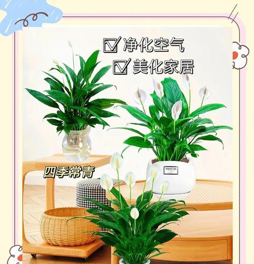 白掌用什么肥料？白掌施肥的正确方法是什么？