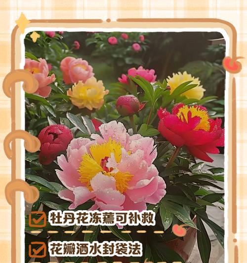 水培花蔫了怎么办？如何快速恢复？