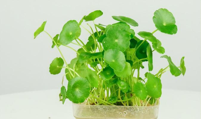 能水培的植物有哪些？水培植物的挑选和养护技巧是什么？