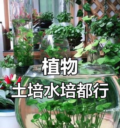 能水培的植物有哪些？水培植物的挑选和养护技巧是什么？