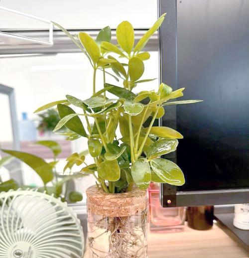 能水培的植物有哪些？水培植物的挑选和养护技巧是什么？