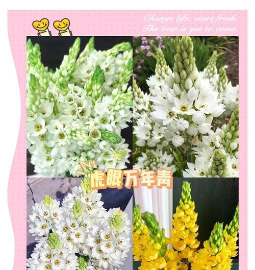 虎眼万年青的种植技巧和注意事项？