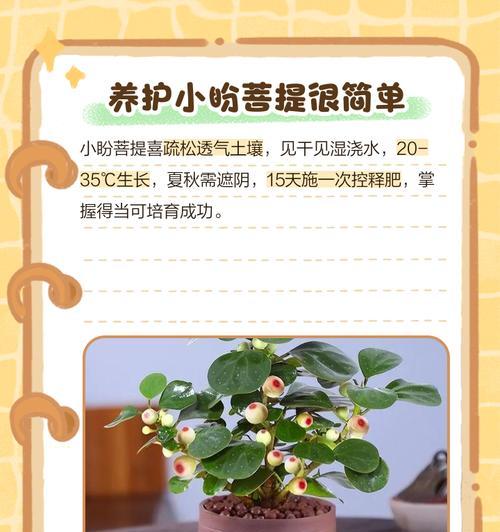 菩提树的养护要点有哪些？
