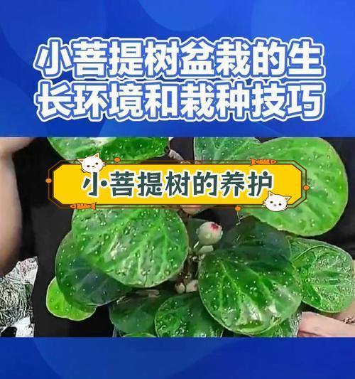 菩提树的养护要点有哪些？