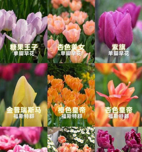 郁金香的花型有哪些独特之处？