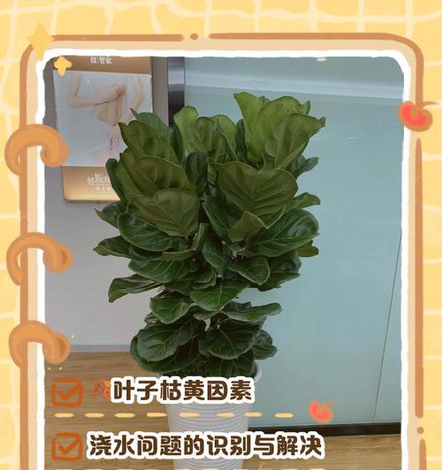 人参榕叶子发黄如何处理？有效养护方法是什么？