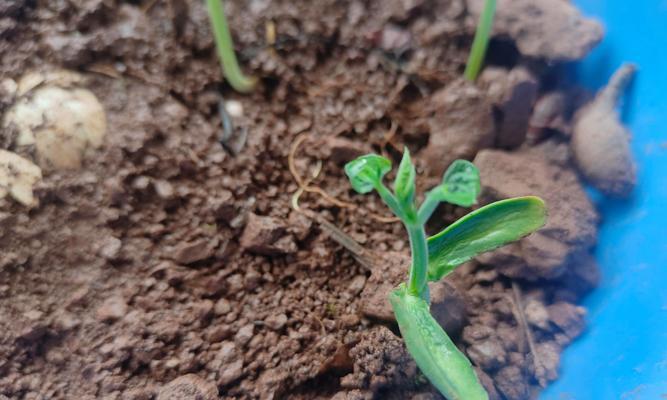 栀子花起虫怎么办？防治方法是什么？