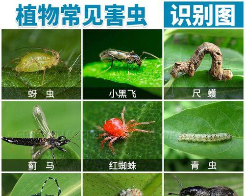 栀子花起虫怎么办？防治方法是什么？