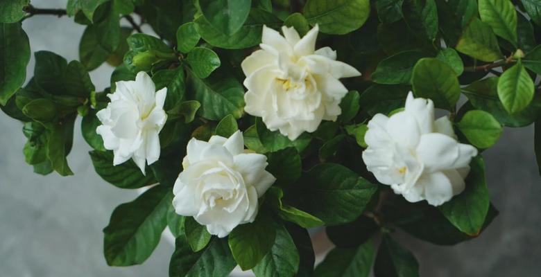 栀子花起虫怎么办？防治方法是什么？