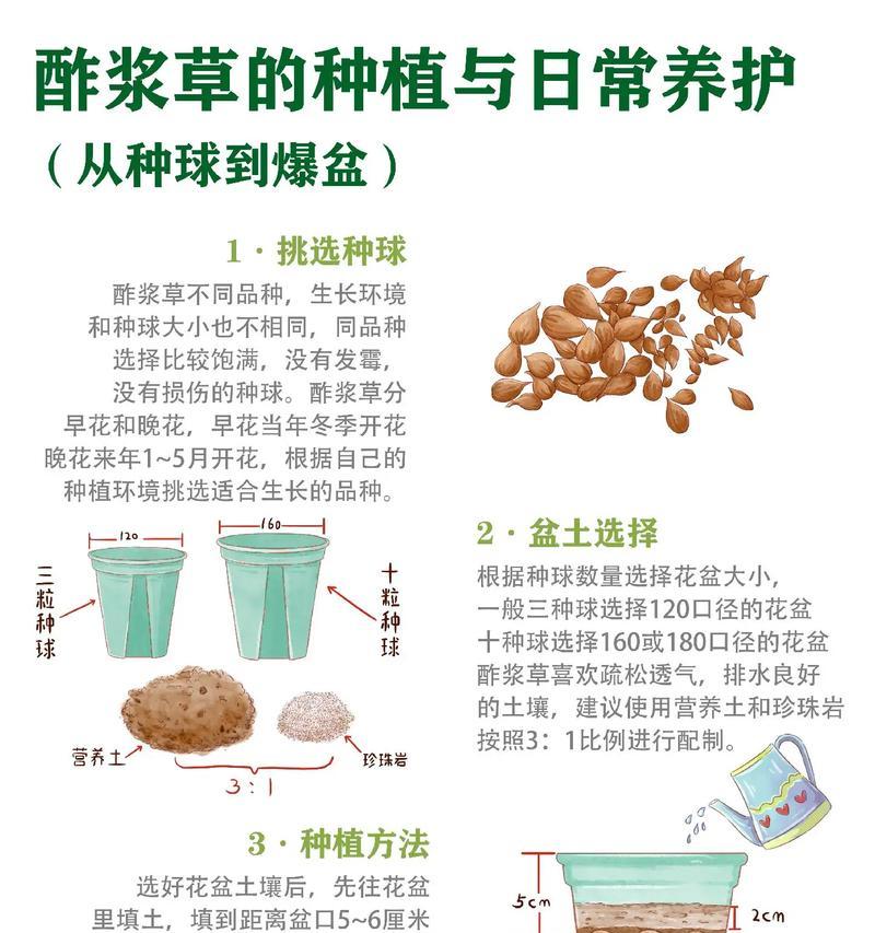 紫浆草繁殖的方法和步骤是什么？