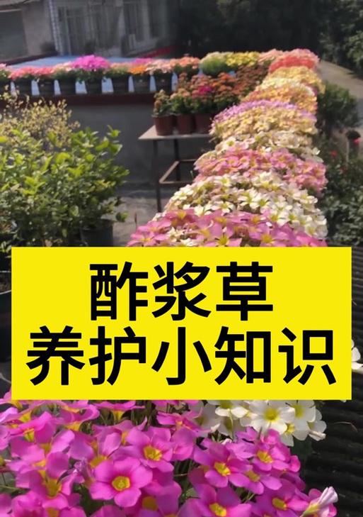 紫浆草繁殖的方法和步骤是什么？