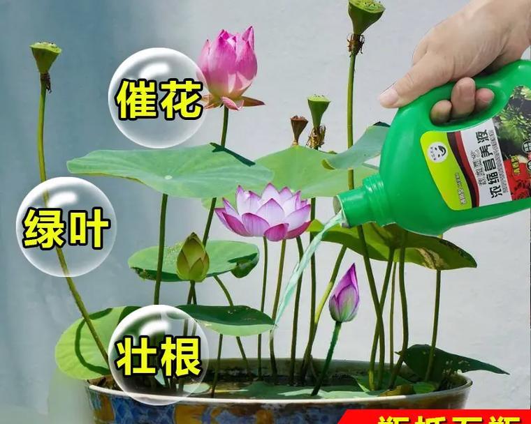 碗莲什么时候施肥？如何正确施肥以促进碗莲生长？