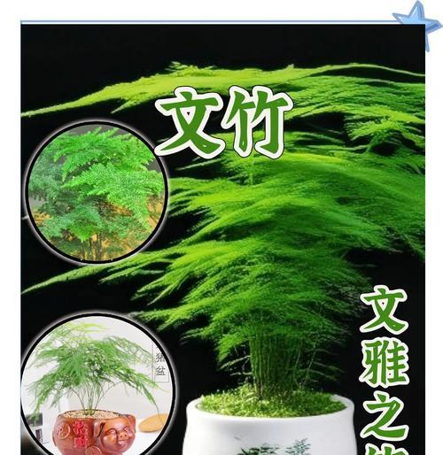 办公桌摆放什么植物有益？提升工作效率的植物选择？