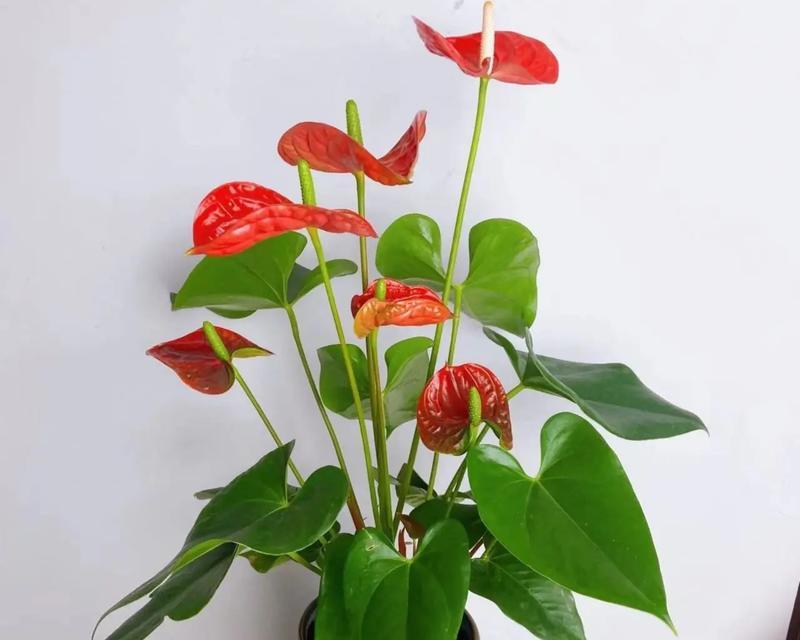 办公桌摆放什么植物有益？提升工作效率的植物选择？