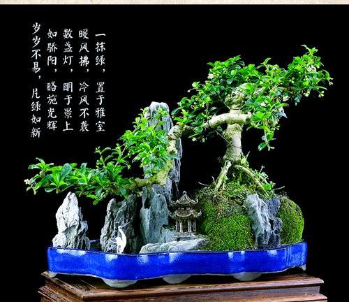 盆栽人参榕养护方法是什么？