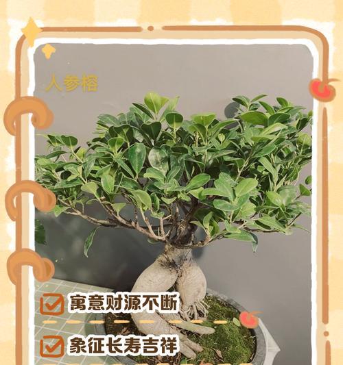 盆栽人参榕养护方法是什么？