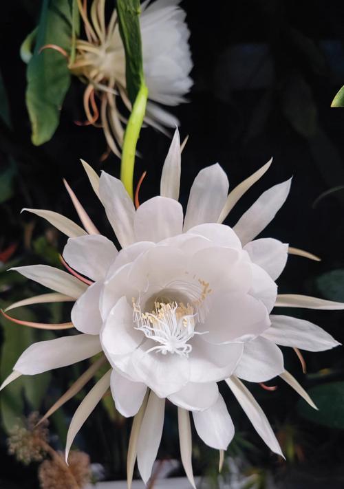 昙花的象征意义是什么？昙花的特性有哪些？