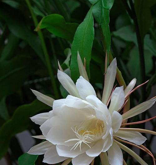 昙花的象征意义是什么？昙花的特性有哪些？