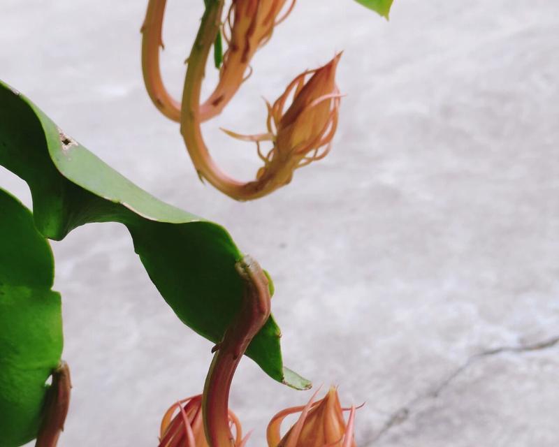 昙花的象征意义是什么？昙花的特性有哪些？