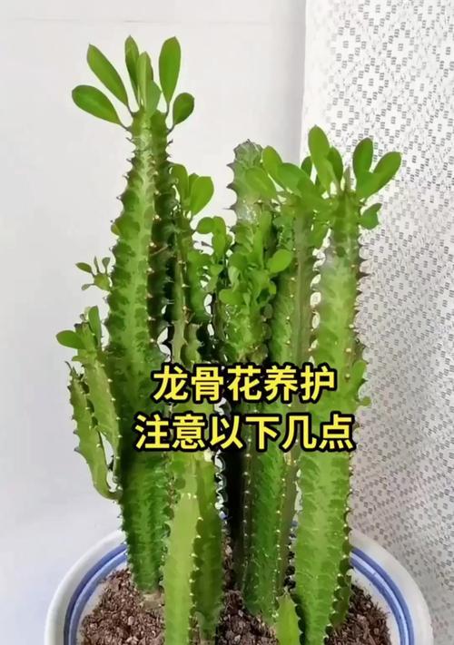 龙骨树的养殖要点是什么？