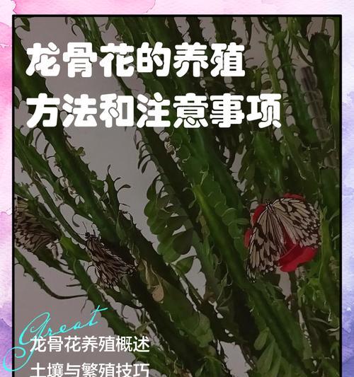 龙骨树的养殖要点是什么？