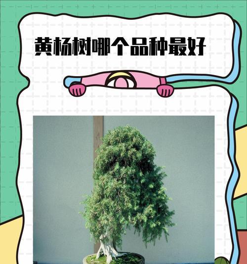 黄杨树的养护技巧和常见问题解答？