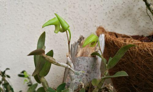 铁皮石斛的最佳开花时间是什么时候？如何促进其开花？