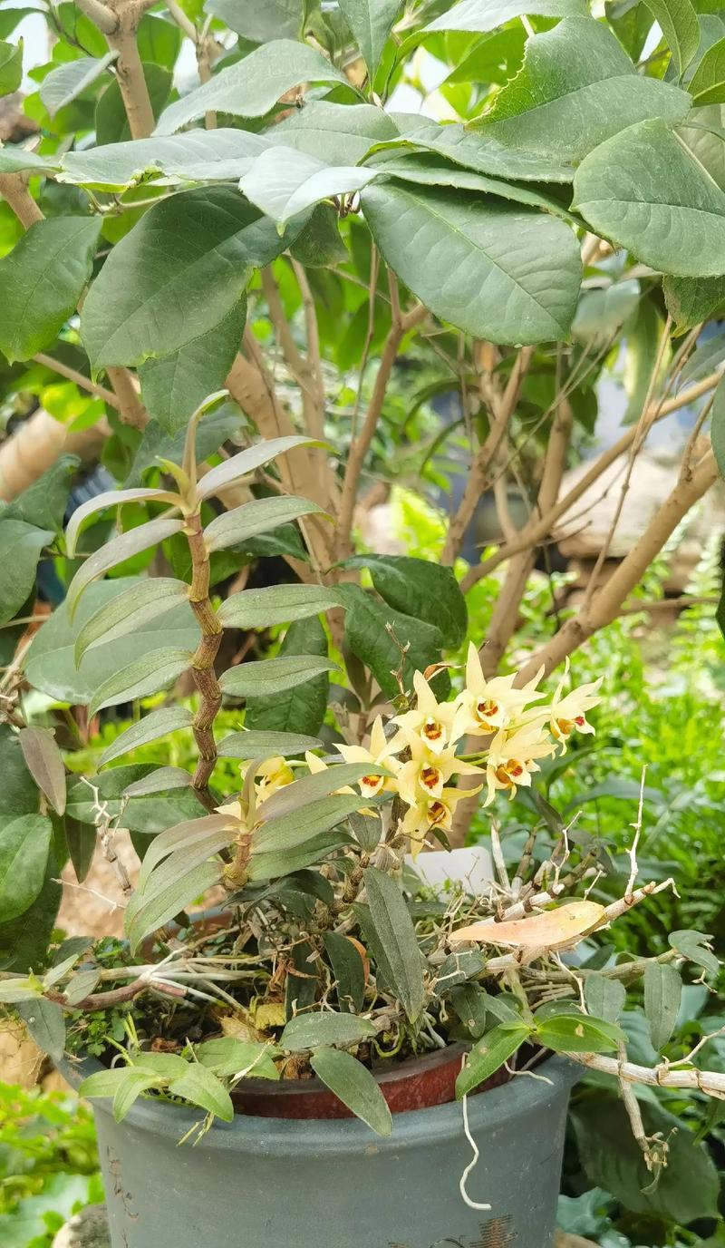 铁皮石斛的最佳开花时间是什么时候？如何促进其开花？