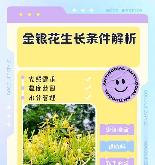 金银花修剪的最佳时机和方法是什么？怎样促进金银花的生长和开花？