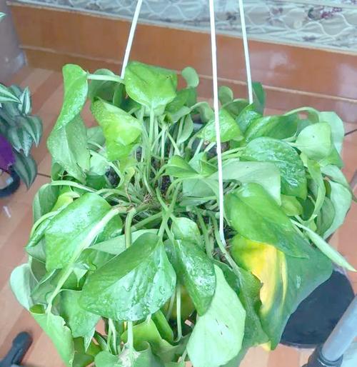 芦荟冬季保暖方法是什么？如何避免冻害？