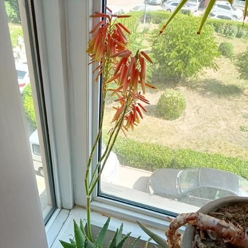 芦荟冬季保暖方法是什么？如何避免冻害？