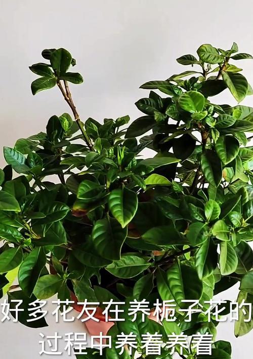 栀子花黄叶掉叶是什么原因？如何处理？