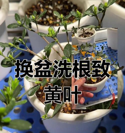 栀子花黄叶掉叶是什么原因？如何处理？