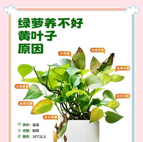 绿萝生长需要哪种肥料？