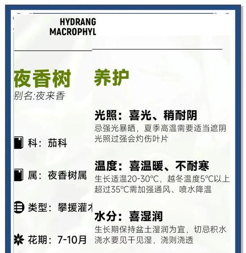 夜来香的品种有哪些？夜来香种植需要注意什么？