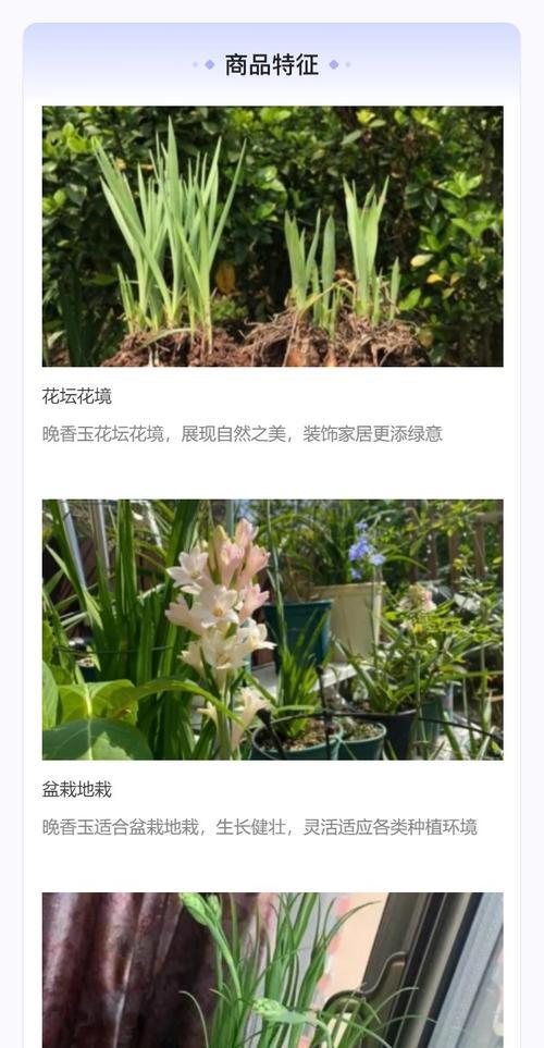 夜来香的品种有哪些？夜来香种植需要注意什么？