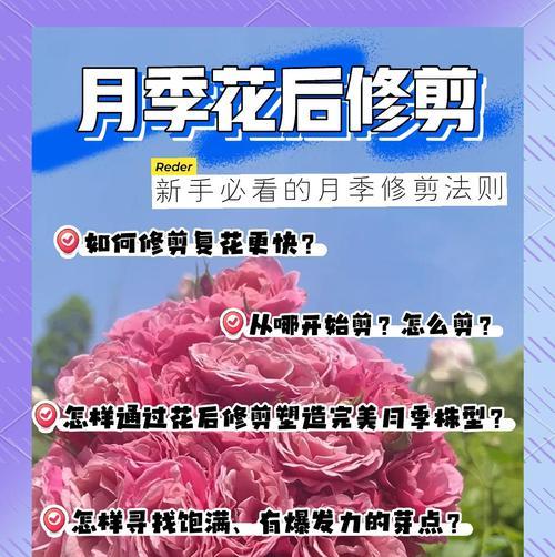 月季花花后修剪的最佳时机是什么时候？
