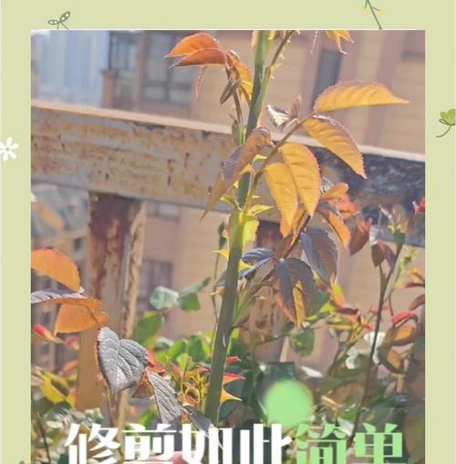 月季花花后修剪的最佳时机是什么时候？