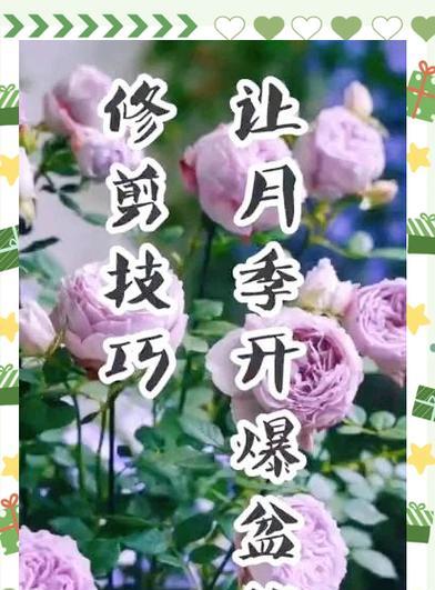 月季花花后修剪的最佳时机是什么时候？