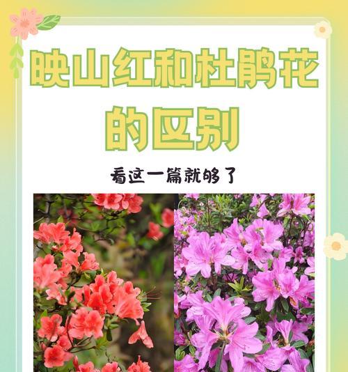 日本杜鹃花有多少品种？日本杜鹃花品种的特性是什么？