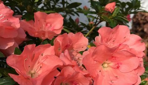 日本杜鹃花有多少品种？日本杜鹃花品种的特性是什么？