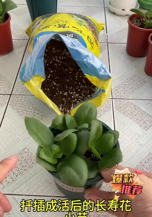 花卉移盆的最佳时机和步骤是什么？
