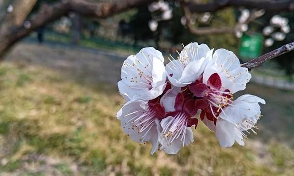 杏花的花语代表什么？它们在文化中有何意义？